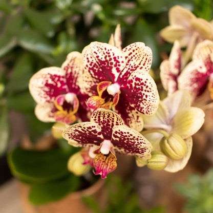 Kolibri Orchids | Gelb rote Phalaenopsis Schmetterlingsorchidee - Spanien + Glasierter Ziertopf Cognac - Topfgröße Ø9cm - 40 cm hoch | Blühende Zimmerpflanze - frisch vom Züchter - grüne-wurzel