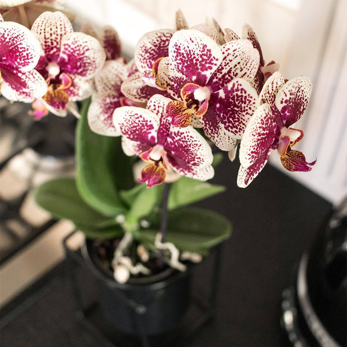 Kolibri Orchids | Gelbe rote Phalaenopsis Orchidee - Spanien - Orchidaceae - Schmetterlingsorchidee - Topfgröße Ø9cm | blühende Zimmerpflanze - frisch vom Züchter - grüne-wurzel