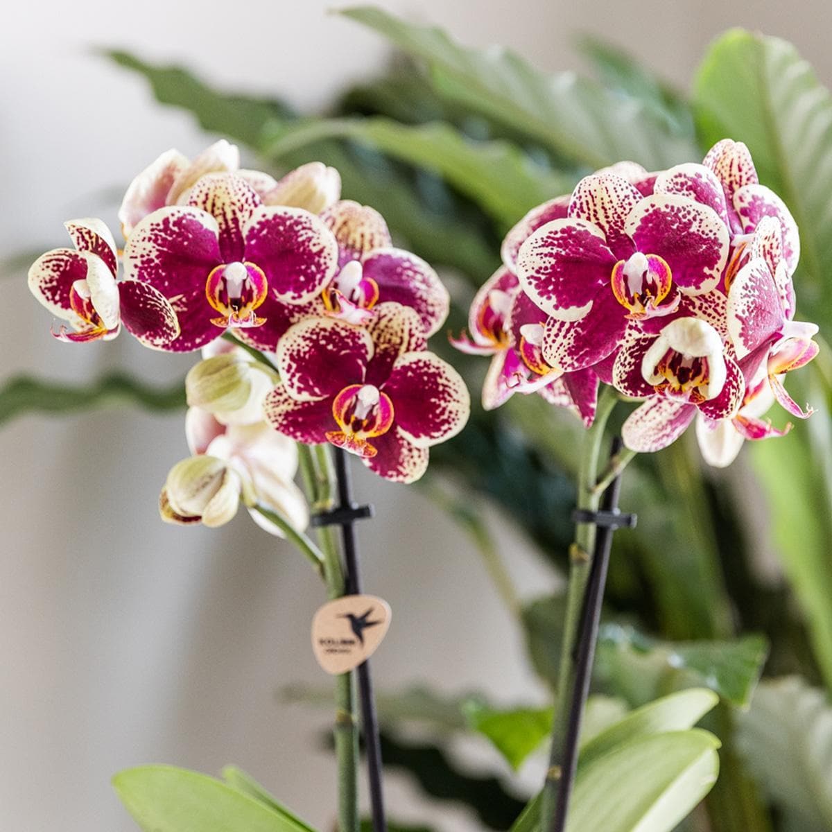 Kolibri Orchids | Gelbe rote Phalaenopsis Orchidee - Spanien - Orchidaceae - Schmetterlingsorchidee - Topfgröße Ø9cm | blühende Zimmerpflanze - frisch vom Züchter - grüne-wurzel