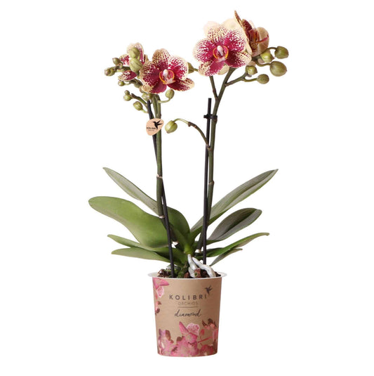 Kolibri Orchids | Gelbe rote Phalaenopsis Orchidee - Spanien - Orchidaceae - Schmetterlingsorchidee - Topfgröße Ø9cm | blühende Zimmerpflanze - frisch vom Züchter - grüne-wurzel