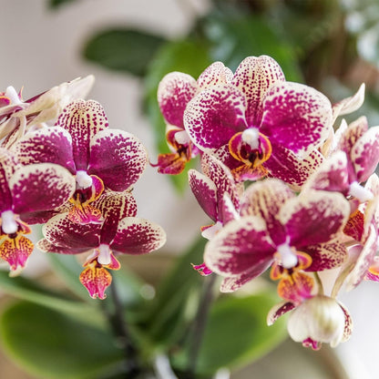 Kolibri Orchids | Gelbe rote Phalaenopsis Orchidee - Spanien - Orchidaceae - Schmetterlingsorchidee - Topfgröße Ø9cm | blühende Zimmerpflanze - frisch vom Züchter - grüne-wurzel