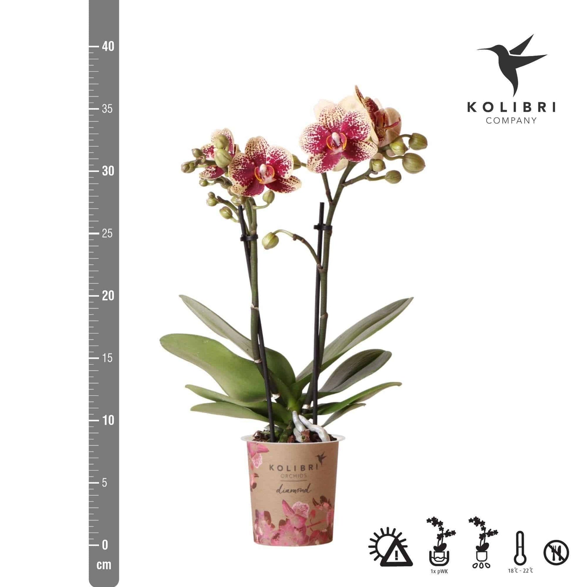 Kolibri Orchids | Gelbe rote Phalaenopsis Orchidee - Spanien - Orchidaceae - Schmetterlingsorchidee - Topfgröße Ø9cm | blühende Zimmerpflanze - frisch vom Züchter - grüne-wurzel