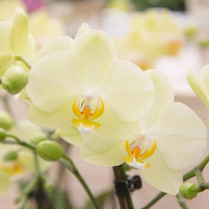 Kolibri Orchids gelbe Schmetterlingsorchidee Phalaenopsis Orchidaceae Topfgröße Ø9cm blühende Zimmerpflanze frisch vom Züchter - grüne-wurzel