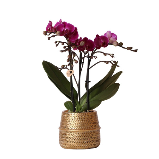 Kolibri Orchids | Lila Phalaenopsis Orchidee - Morelia Orchidaceae Schmetterlingsorchideen + Groove Ziertopf gold - Topfgröße Ø9cm - 35cm hoch | blühende Zimmerpflanze - frisch vom Züchter - grüne-wurzel