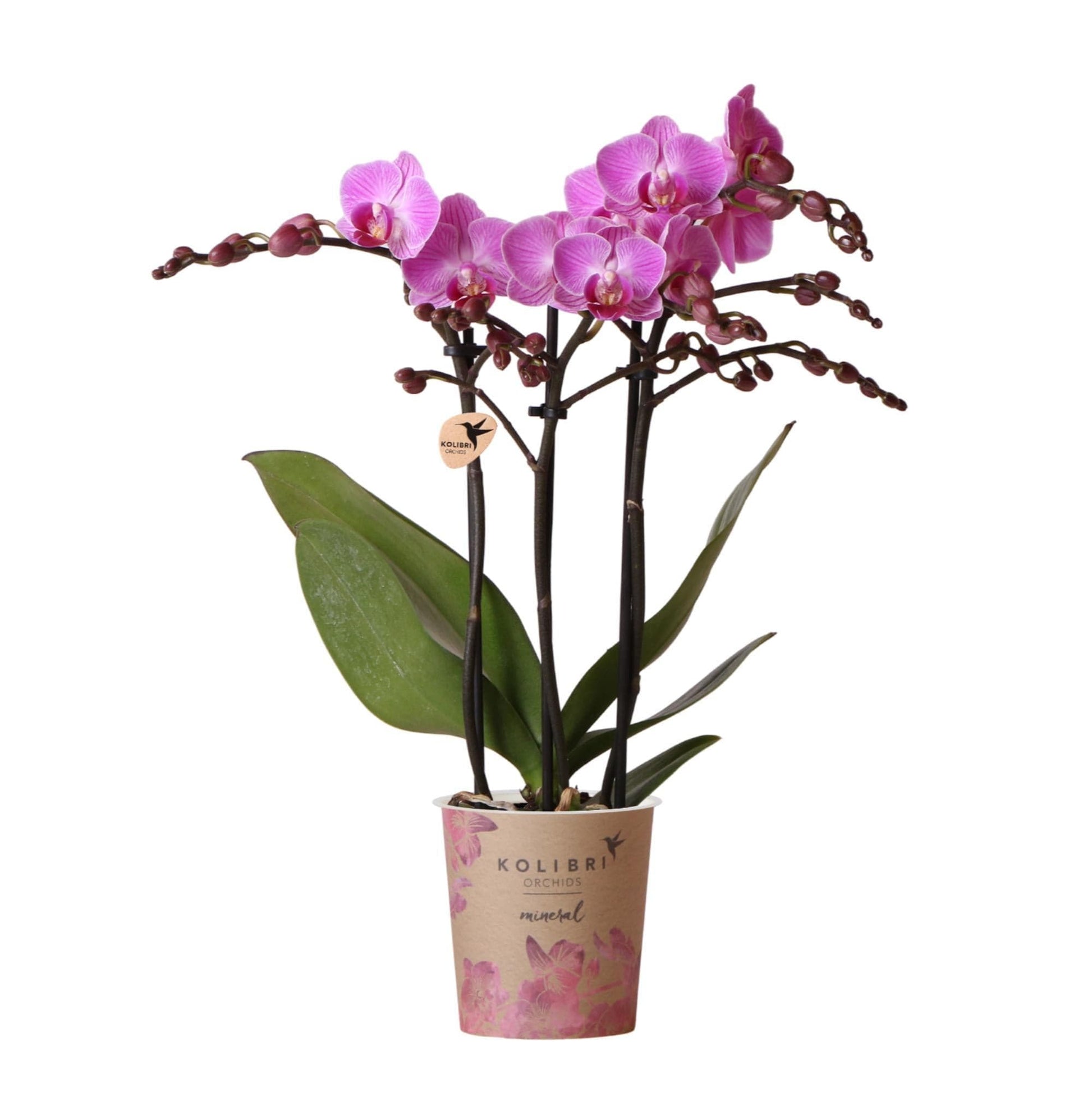 Kolibri Orchids | Lila Rosa Phalaenopsis Orchidee - Mineral Vienna - Topfgröße Ø9cm | blühende Zimmerpflanze - frisch vom Züchter - grüne-wurzel