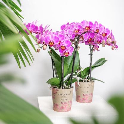 Kolibri Orchids | Lila Rosa Phalaenopsis Orchidee - Mineral Vienna - Topfgröße Ø9cm | blühende Zimmerpflanze - frisch vom Züchter - grüne-wurzel