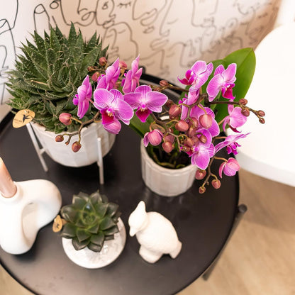 Kolibri Orchids | Lila Rosa Phalaenopsis Orchidee - Mineral Vienna - Topfgröße Ø9cm | blühende Zimmerpflanze - frisch vom Züchter - grüne-wurzel