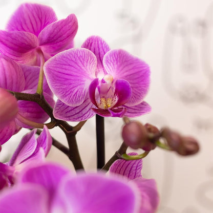 Kolibri Orchids | Lila Rosa Phalaenopsis Orchidee - Mineral Vienna - Topfgröße Ø9cm | blühende Zimmerpflanze - frisch vom Züchter - grüne-wurzel