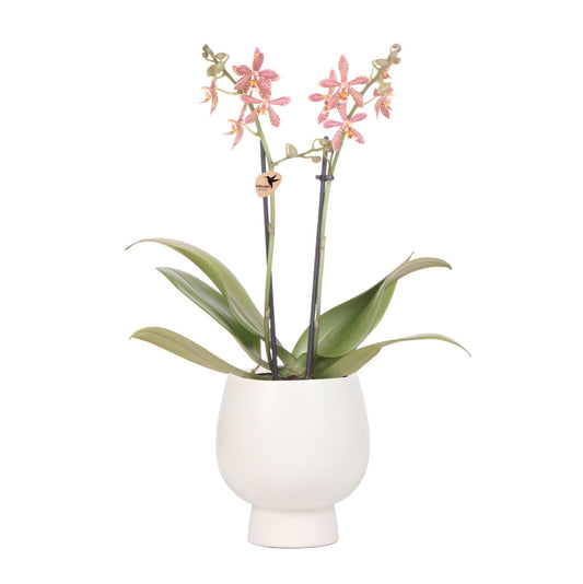 Kolibri Orchids | Orange Phalaenopsis Orchidee - Spider in Scandic Weiß - Topfgröße Ø9cm | Blühende Zimmerpflanze - Frisch vom Züchter Orchidaceae - grüne-wurzel