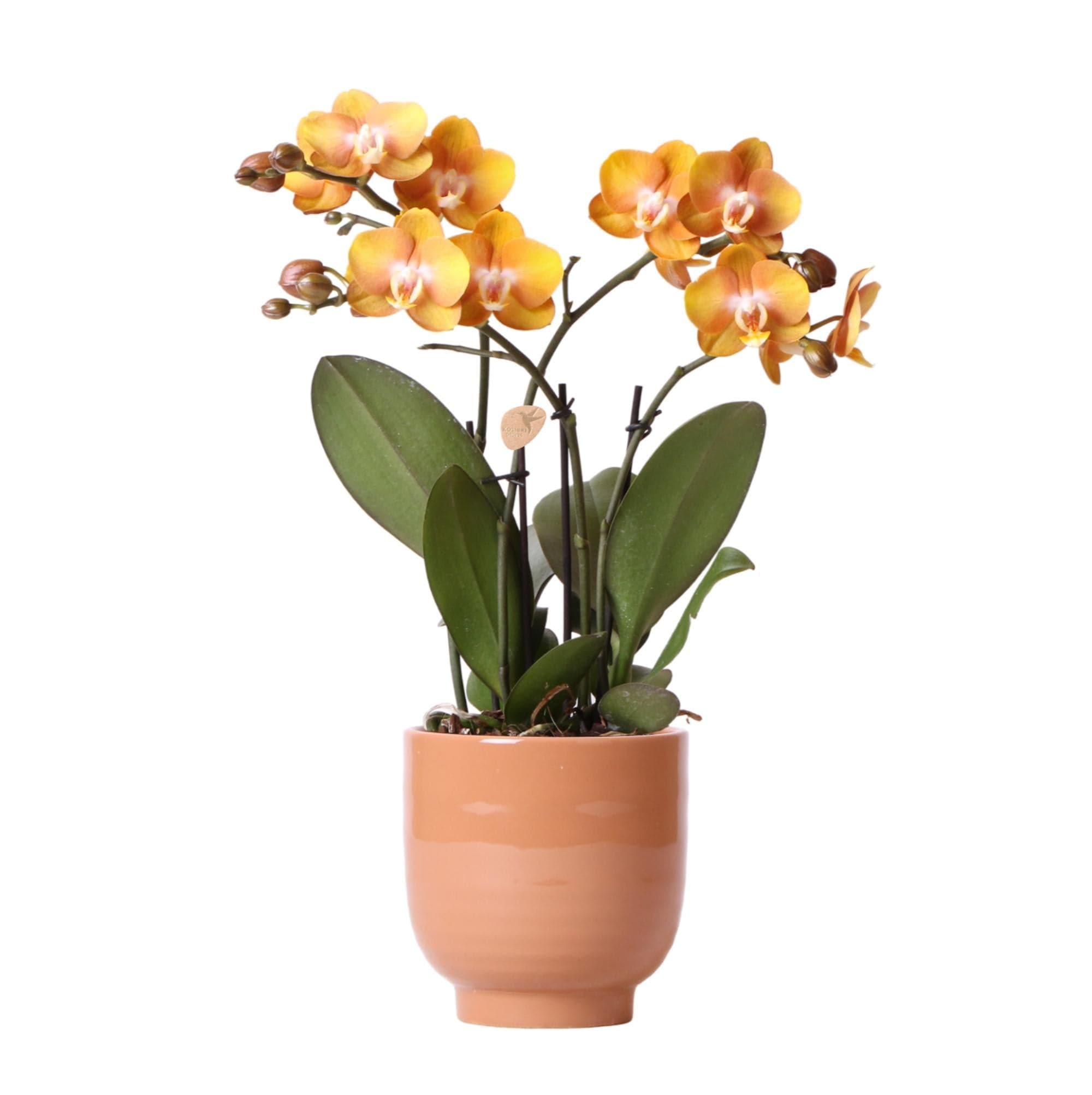 Kolibri Orchids | Orange Phalaenopsis Schmetterlingsorchidee Orchidaceae - Las Vegas im cognacfarbenen glasierten Topf - Topfgröße Ø12cm | blühende Zimmerpflanze - frisch vom Züchter - grüne-wurzel