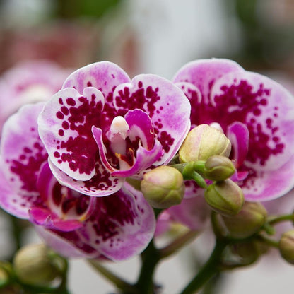 Kolibri Orchids | Rosa lila Phalaenopsis Orchidee - El Salvador - Orchidaceae - Schmetterlingsorchidee - Topfgröße Ø9cm | blühende Zimmerpflanze - frisch vom Züchter - grüne-wurzel