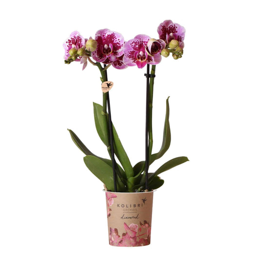 Kolibri Orchids | Rosa lila Phalaenopsis Orchidee - El Salvador - Orchidaceae - Schmetterlingsorchidee - Topfgröße Ø9cm | blühende Zimmerpflanze - frisch vom Züchter - grüne-wurzel