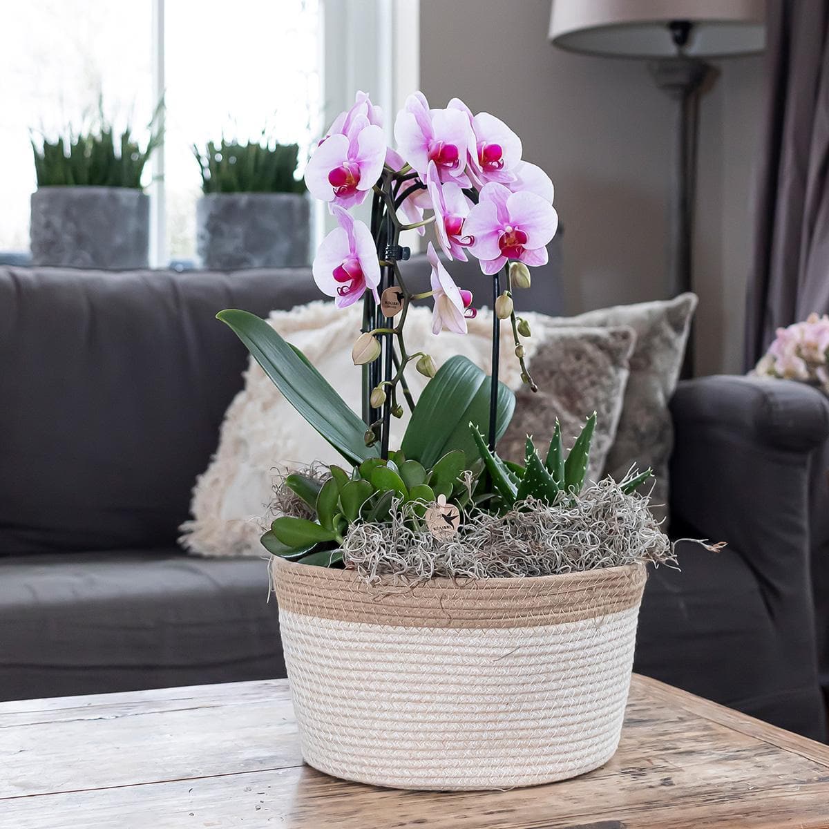 Kolibri Orchids | rosa Phalaenopsis Orchidee - Niagara Fall - Orchidaceae Schmetterlingsorchideen - Topfgröße Ø12cm | blühende Zimmerpflanze - frisch vom Züchter - grüne-wurzel