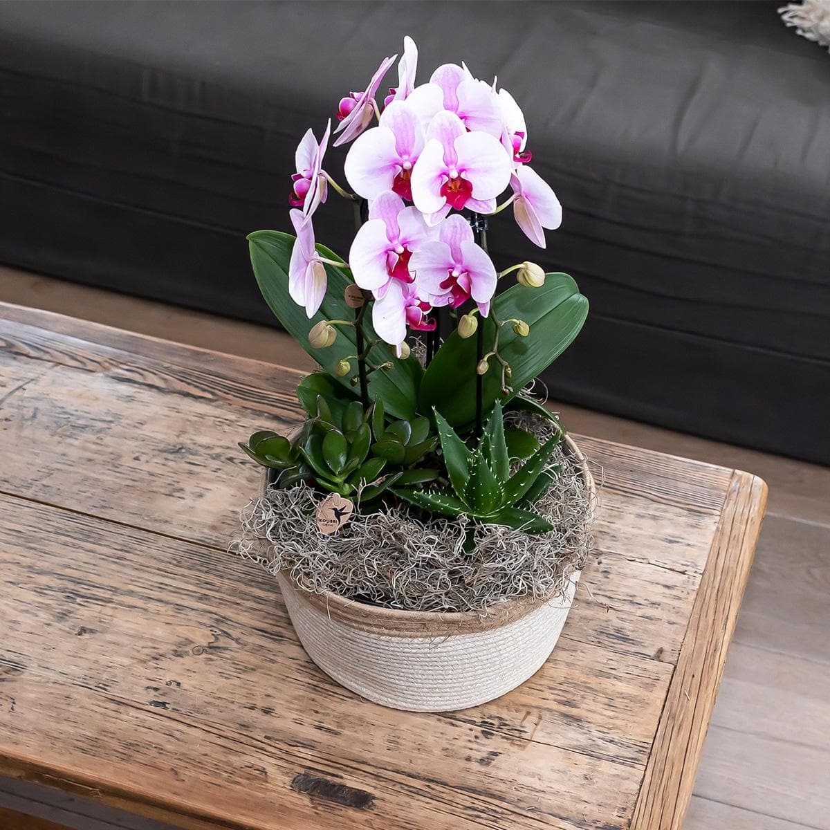 Kolibri Orchids | rosa Phalaenopsis Orchidee - Niagara Fall - Orchidaceae Schmetterlingsorchideen - Topfgröße Ø12cm | blühende Zimmerpflanze - frisch vom Züchter - grüne-wurzel