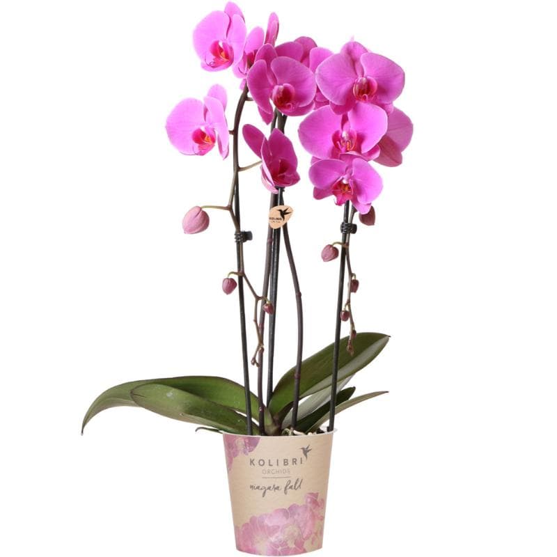 Kolibri Orchids | rosa Phalaenopsis Orchidee - Niagara Fall - Orchidaceae Schmetterlingsorchideen - Topfgröße Ø12cm | blühende Zimmerpflanze - frisch vom Züchter - grüne-wurzel