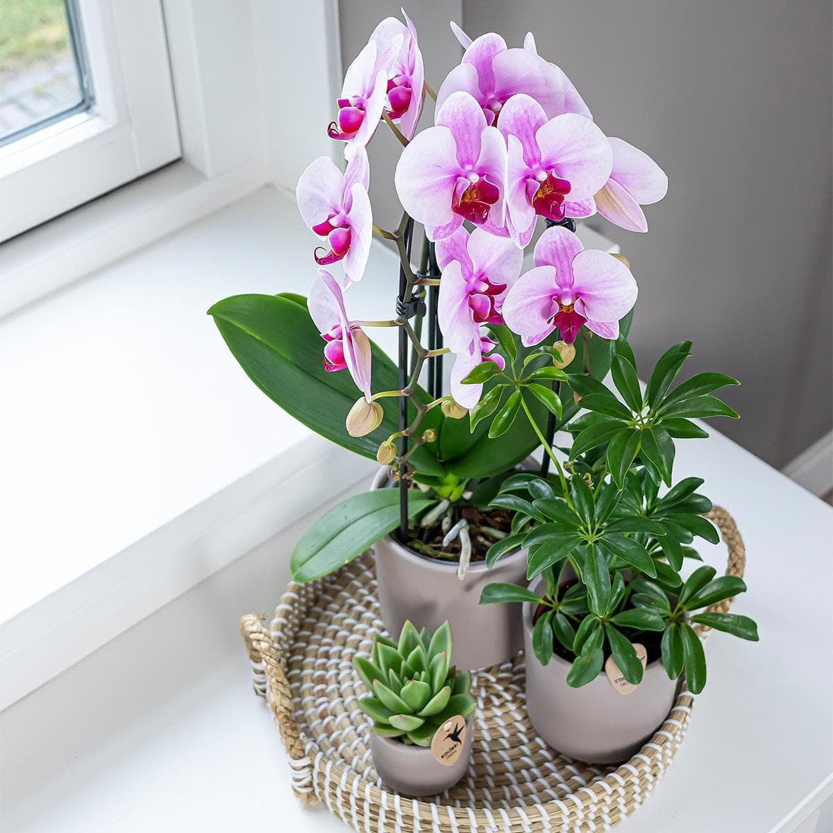 Kolibri Orchids | rosa Phalaenopsis Orchidee - Niagara Fall - Orchidaceae Schmetterlingsorchideen - Topfgröße Ø12cm | blühende Zimmerpflanze - frisch vom Züchter - grüne-wurzel