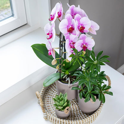 Kolibri Orchids | rosa Phalaenopsis Orchidee - Niagara Fall - Orchidaceae Schmetterlingsorchideen - Topfgröße Ø12cm | blühende Zimmerpflanze - frisch vom Züchter - grüne-wurzel