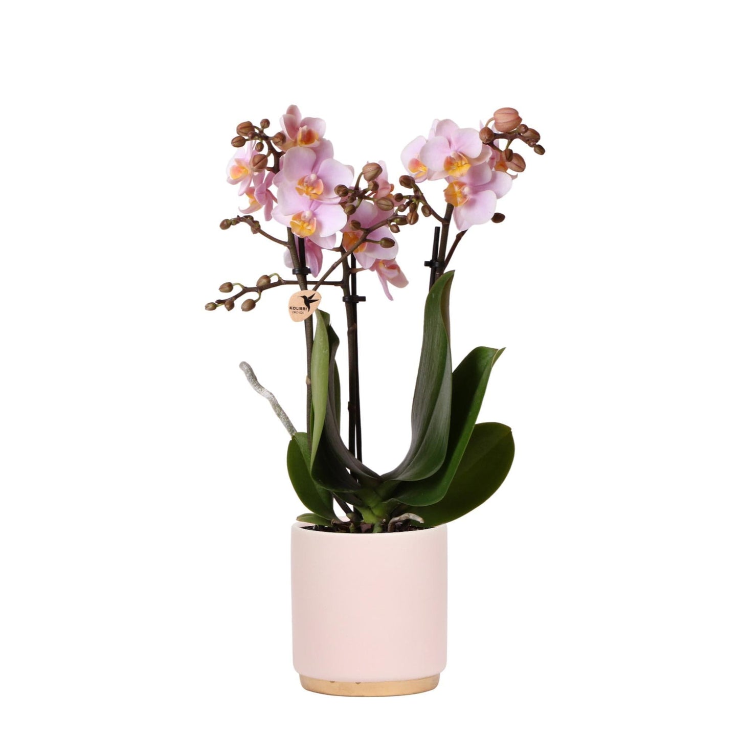 Kolibri Orchids | Rosa Phalaenopsis Schmetterlingsorchidee - Andorra + Goldfuß Ziertopf rosa - Topfgröße Ø9cm - 35cm hoch | blühende Zimmerpflanze im Blumentopf - frisch vom Züchter - grüne-wurzel