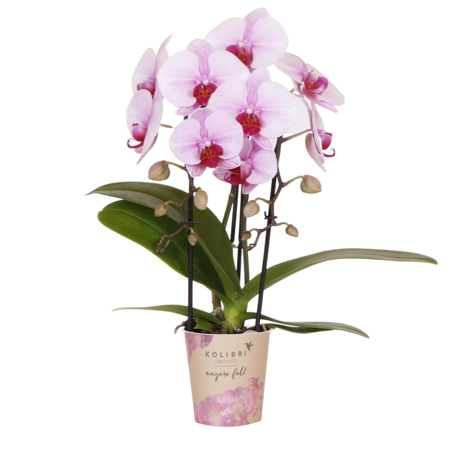 Kolibri Orchids | rosa Phalaenopsis Schmetterlingsorchidee Niagara Fall | Orchidaceae | blühende Zimmerpflanze im Topf Ø9cm - frisch vom Züchter - grüne-wurzel