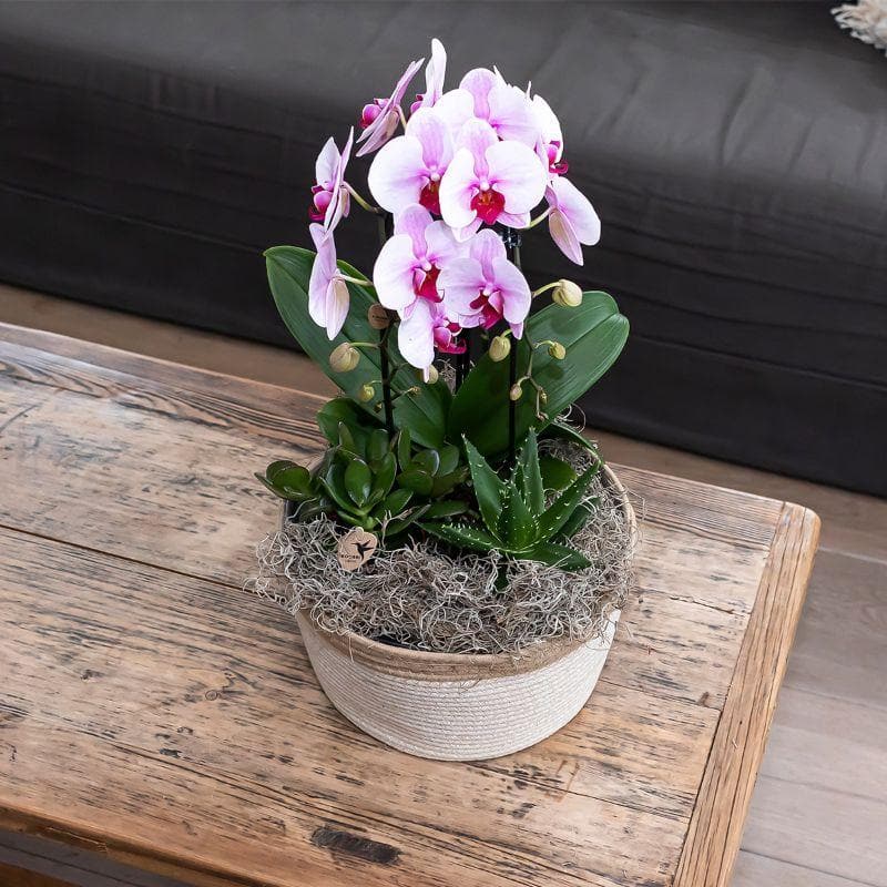 Kolibri Orchids | rosa Phalaenopsis Schmetterlingsorchidee Niagara Fall | Orchidaceae | blühende Zimmerpflanze im Topf Ø9cm - frisch vom Züchter - grüne-wurzel