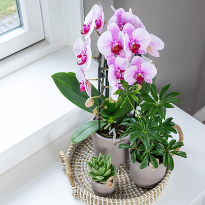 Kolibri Orchids | rosa Phalaenopsis Schmetterlingsorchidee Niagara Fall | Orchidaceae | blühende Zimmerpflanze im Topf Ø9cm - frisch vom Züchter - grüne-wurzel