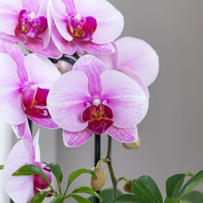 Kolibri Orchids | rosa Phalaenopsis Schmetterlingsorchidee Niagara Fall | Orchidaceae | blühende Zimmerpflanze im Topf Ø9cm - frisch vom Züchter - grüne-wurzel