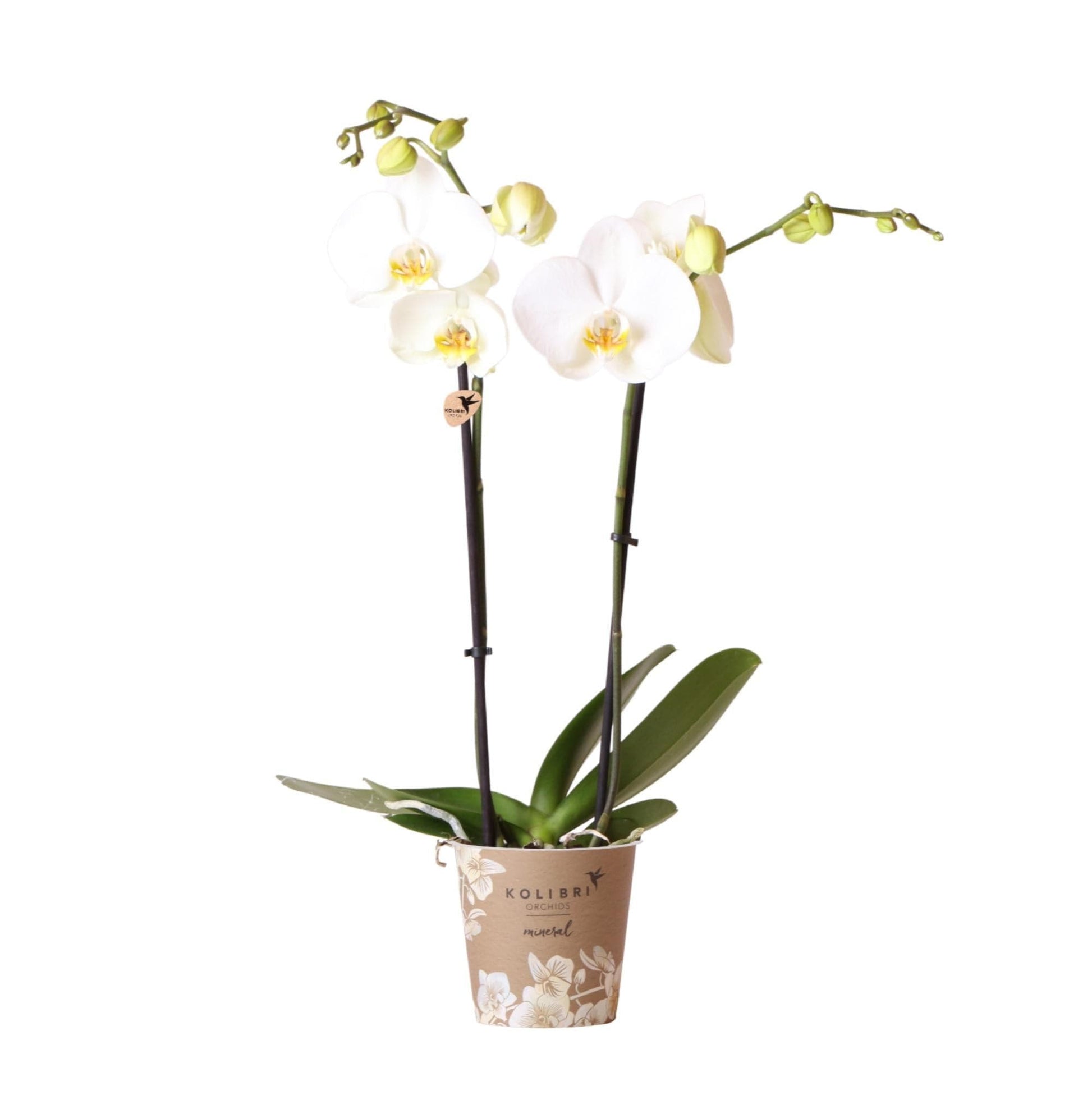 Kolibri Orchids | weiße Phalaenopsis Orchidee - Dame Blanche - Schmetterlingsorchidee - Orchidaceae - Topfgröße Ø12cm - blühende Zimmerpflanze - grüne-wurzel