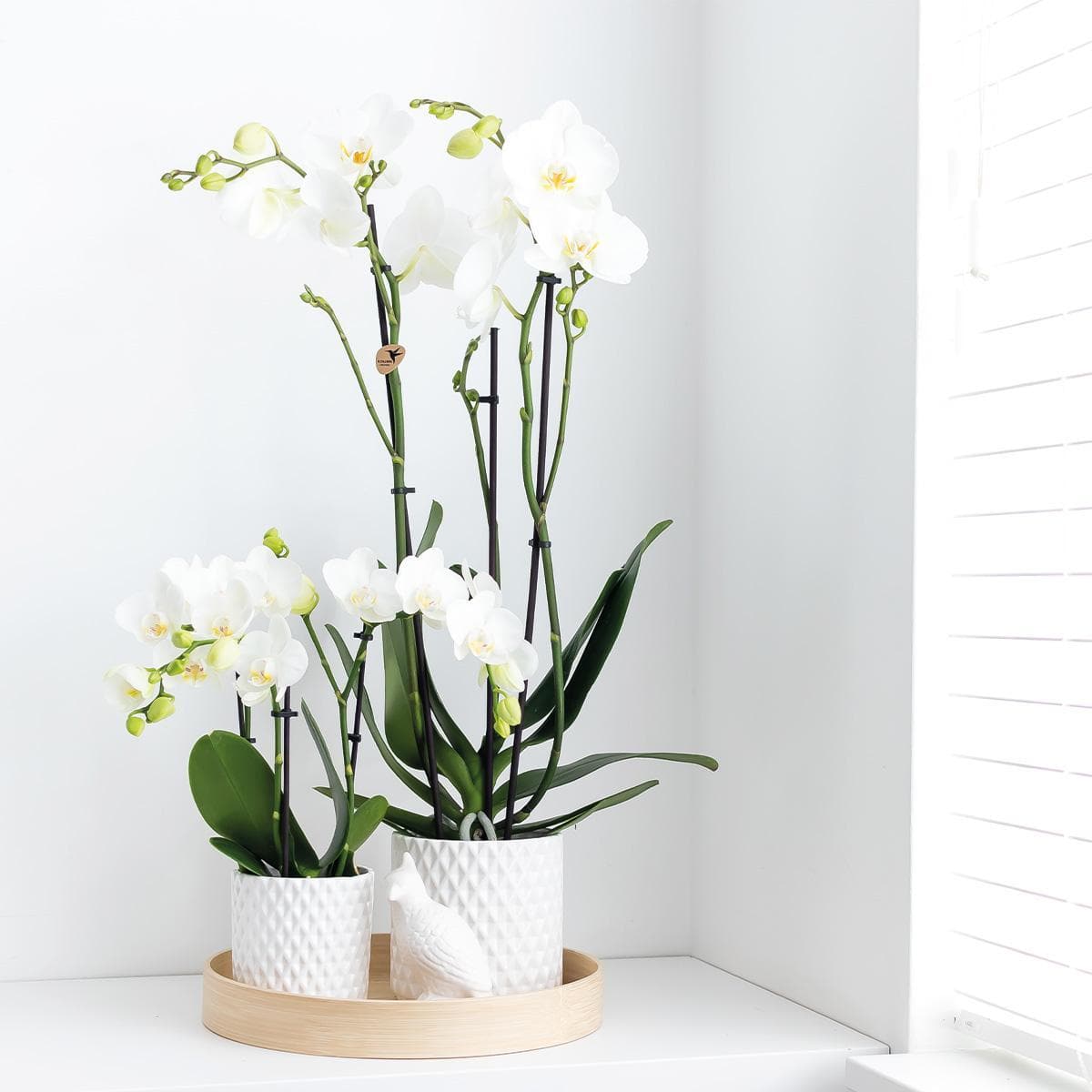 Kolibri Orchids | weiße Phalaenopsis Orchidee - Dame Blanche - Schmetterlingsorchidee - Orchidaceae - Topfgröße Ø12cm - blühende Zimmerpflanze - grüne-wurzel