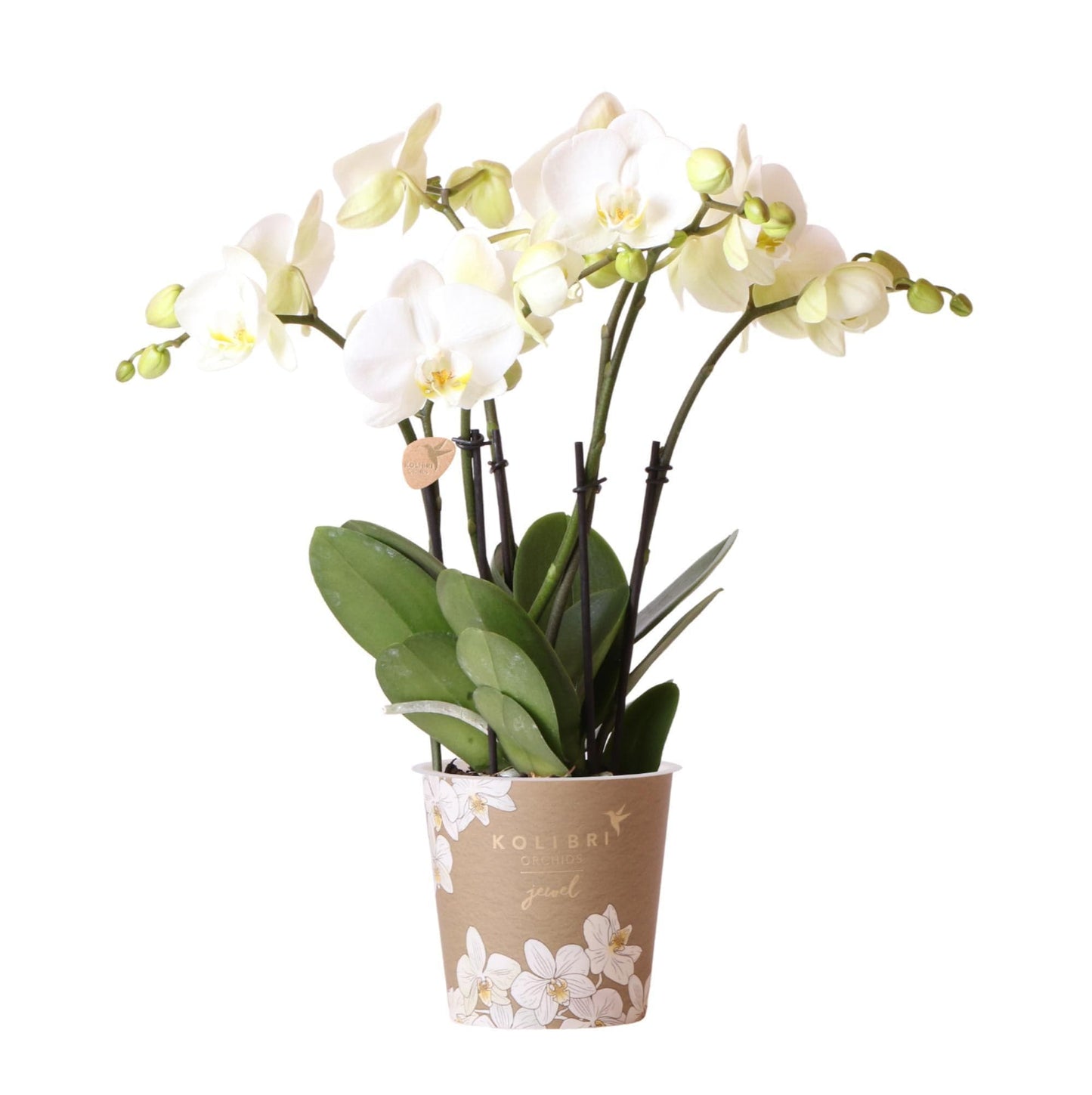 Kolibri Orchids | Weiße Phalaenopsis Orchidee - Jewel Ghent - Orchidaceae Schmetterlingsorchideen - Topfgröße Ø12cm | blühende Zimmerpflanze - frisch vom Züchter - grüne-wurzel