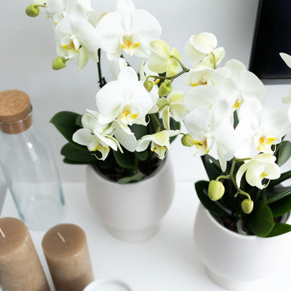 Kolibri Orchids | Weiße Phalaenopsis Orchidee - Jewel Ghent - Orchidaceae Schmetterlingsorchideen - Topfgröße Ø12cm | blühende Zimmerpflanze - frisch vom Züchter - grüne-wurzel