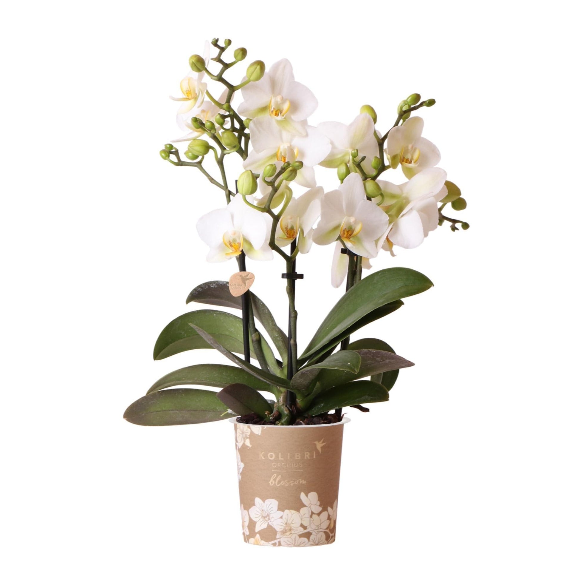 Kolibri Orchids | Weiße Phalaenopsis Orchidee - Lausanne - Orchidaceae - Schmetterlingsorchidee - Topfgröße Ø9cm | Blühende Zimmerpflanze - frisch vom Züchter - grüne-wurzel