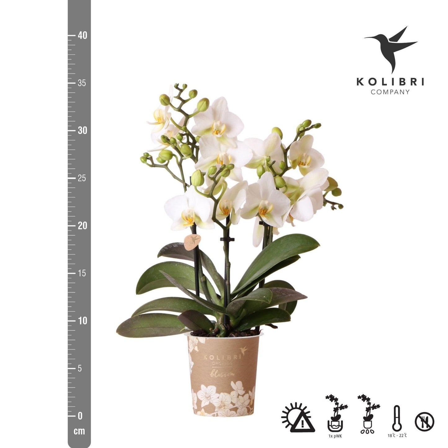 Kolibri Orchids | Weiße Phalaenopsis Orchidee - Lausanne - Orchidaceae - Schmetterlingsorchidee - Topfgröße Ø9cm | Blühende Zimmerpflanze - frisch vom Züchter - grüne-wurzel