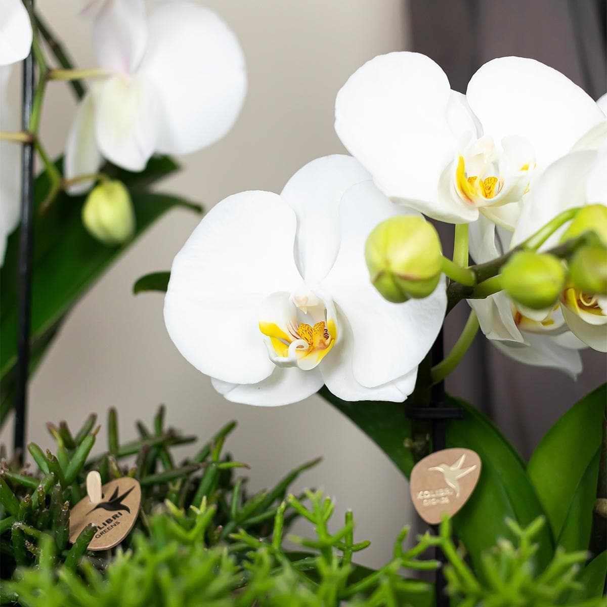 Kolibri Orchids | weiße Phalaenopsis Orchidee - Niagara Fall - Orchidaceae Schmetterlingsorchideen - Topfgröße Ø12cm | blühende Zimmerpflanze - frisch vom Züchter - grüne-wurzel