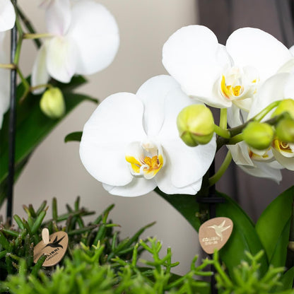 Kolibri Orchids | weiße Phalaenopsis Orchidee - Niagara Fall - Orchidaceae Schmetterlingsorchideen - Topfgröße Ø12cm | blühende Zimmerpflanze - frisch vom Züchter - grüne-wurzel