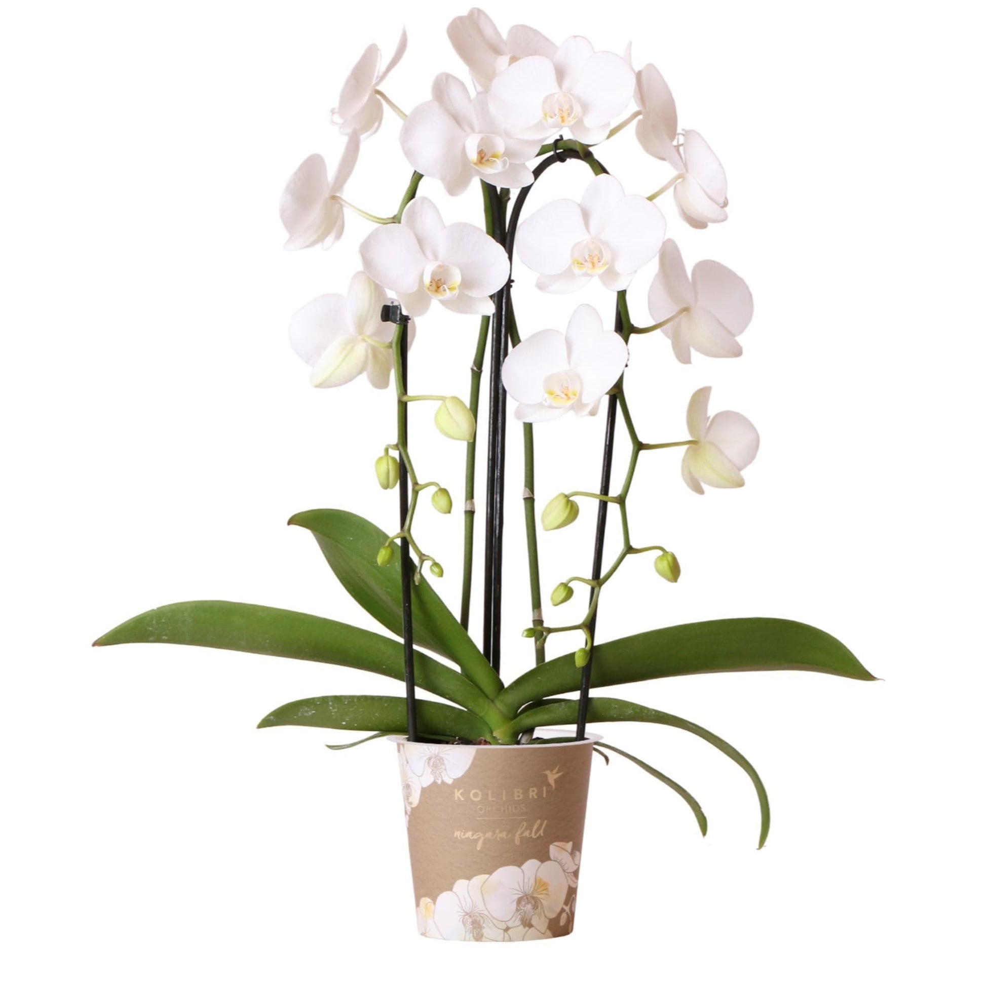 Kolibri Orchids | weiße Phalaenopsis Orchidee - Niagara Fall - Orchidaceae Schmetterlingsorchideen - Topfgröße Ø12cm | blühende Zimmerpflanze - frisch vom Züchter - grüne-wurzel