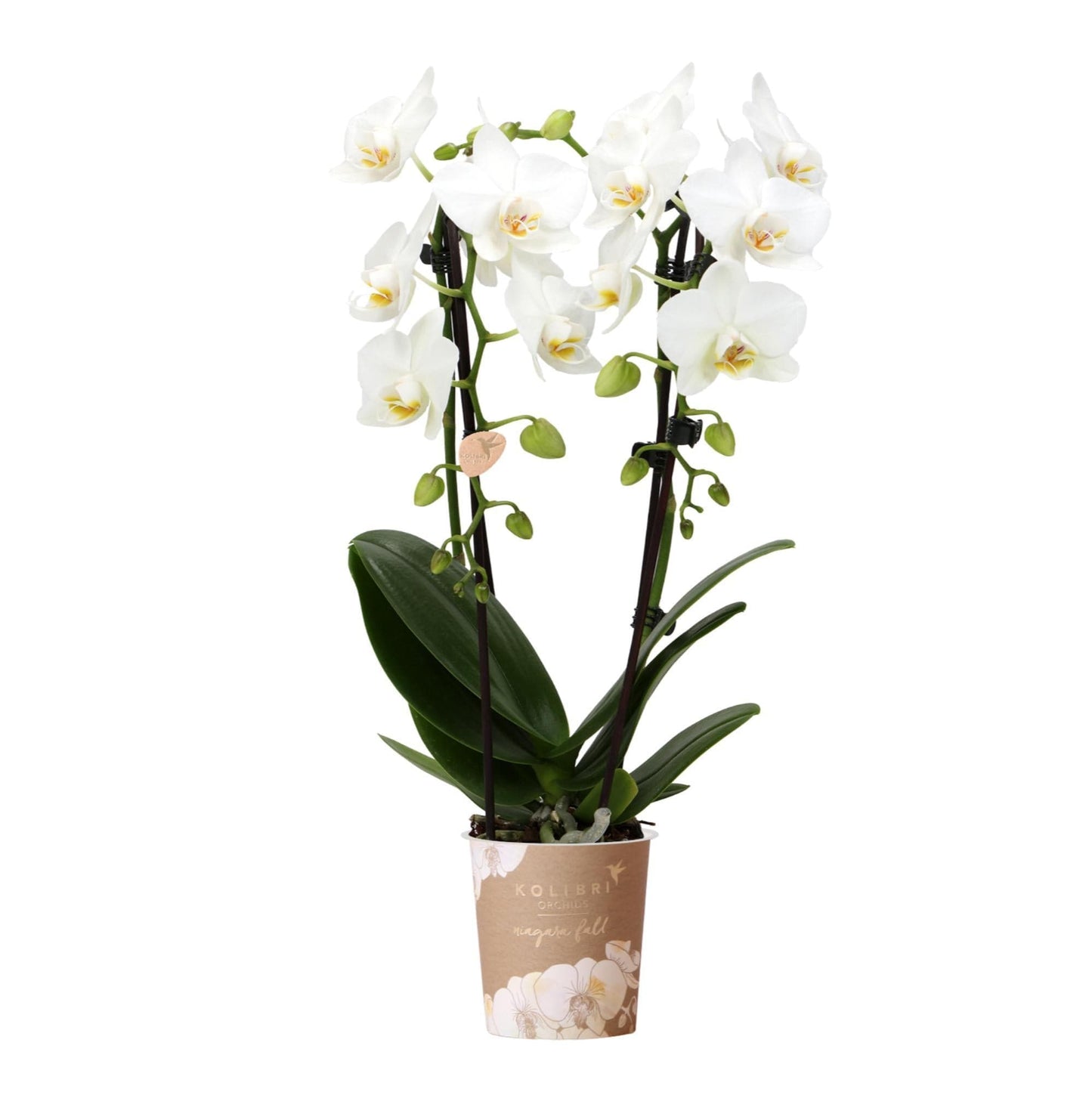 Kolibri Orchids | Weiße Phalaenopsis Orchidee - Niagara Fall - Orchidaceae Schmetterlingsorchideen - Topfgröße Ø9cm | blühende Zimmerpflanze - frisch vom Züchter - grüne-wurzel