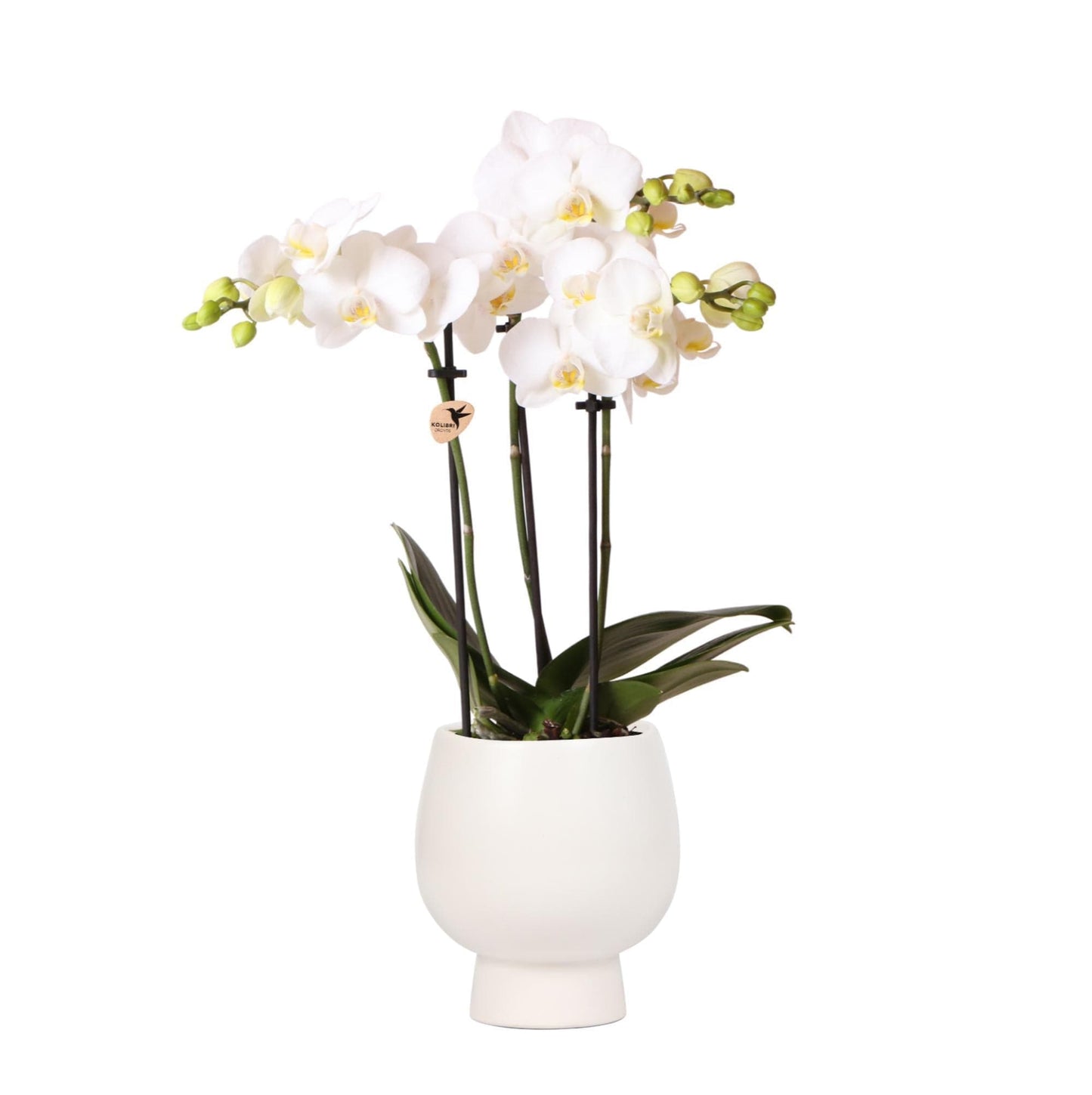 Kolibri Orchids | Weiße Phalaenopsis Schmetterlingsorchidee - Amabilis | Orchidaceae | blühende Zimmerpflanze im Topf Ø9cm + Scandic Ziertopf weiß - 45cm hoch - grüne-wurzel