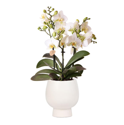 Kolibri Orchids | Weiße Phalaenopsis Schmetterlingsorchidee - Lausanne + Scandic weißer Ziertopf - Topfgröße Ø9cm + 40cm hoch | blühende Zimmerpflanze - frisch vom Züchter - grüne-wurzel