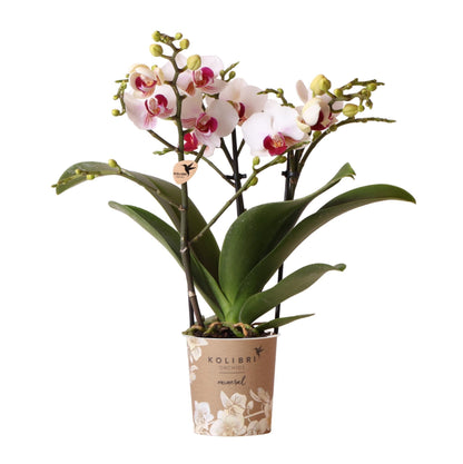 Kolibri Orchids | Weiße Phalaenopsis Schmetterlingsorchidee - Mineral Gibraltar - Topfgröße Ø9cm | blühende Zimmerpflanze - frisch vom Züchter - grüne-wurzel