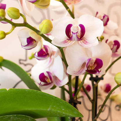 Kolibri Orchids | Weiße Phalaenopsis Schmetterlingsorchidee - Mineral Gibraltar - Topfgröße Ø9cm | blühende Zimmerpflanze - frisch vom Züchter - grüne-wurzel