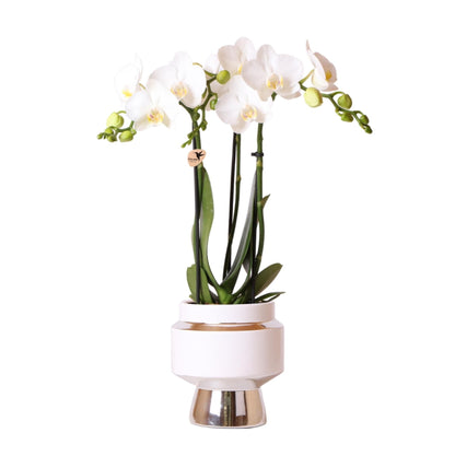 Kolibri Orchids | Weiße Phalaenopsis Schmetterlingsorchidee Orchidaceae - Amabilis + Le Chic Deko Topf silber weiß - Topfgröße Ø9cm - 40cm hoch | blühende Zimmerpflanze im Blumentopf - frisch vom Züchter - grüne-wurzel