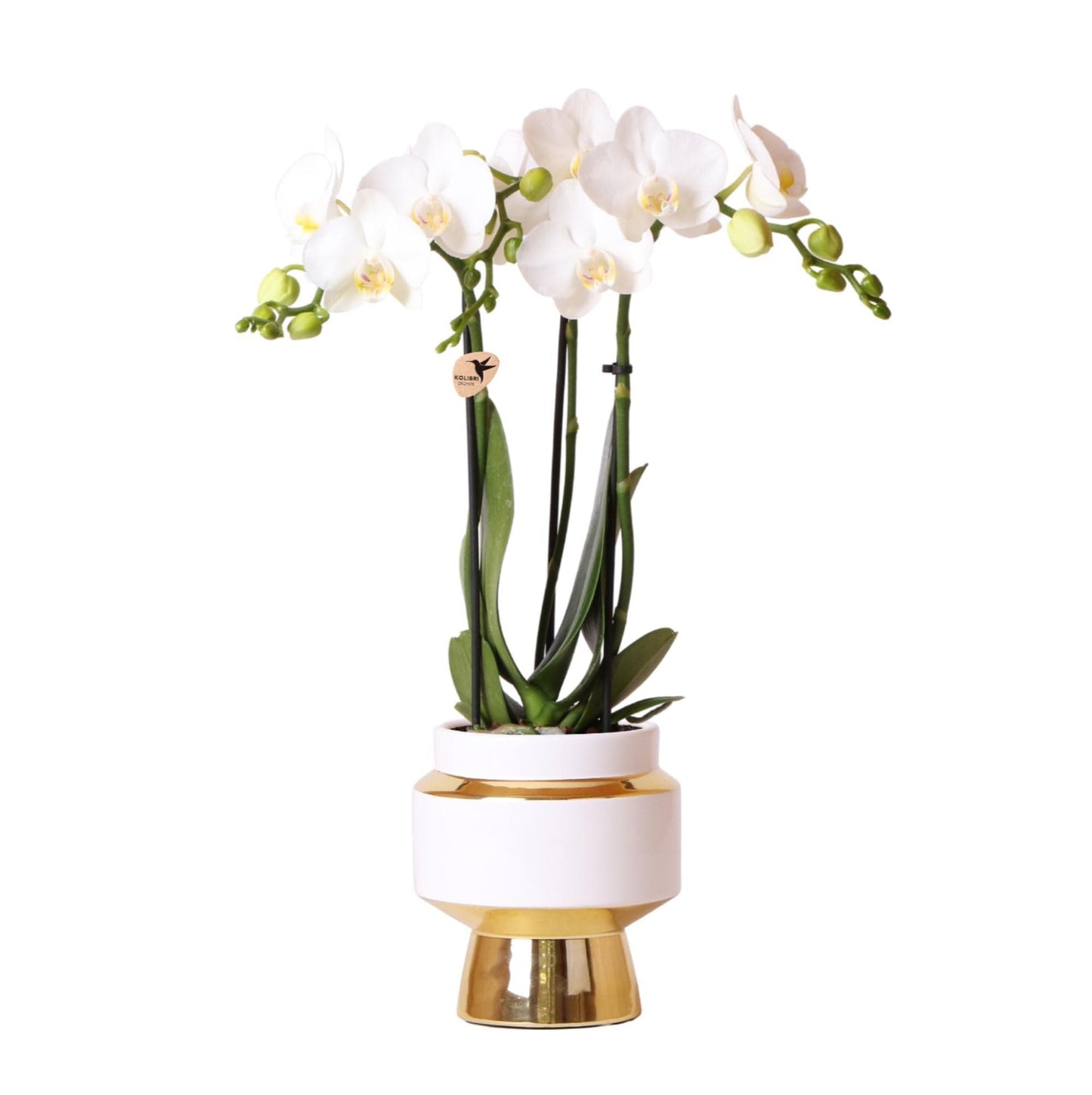 Kolibri Orchids | Weiße Phalaenopsis Schmetterlingsorchidee Orchidaceae Amabilis + Le Chic dekorativer Topf gold - Topfgröße Ø9cm - 40cm hoch | blühende Zimmerpflanze im Blumentopf - frisch vom Züchter - grüne-wurzel