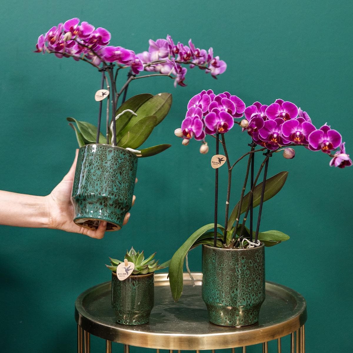 Lila Phalaenopsis Orchidee 'Morelia' | Zimmerpflanze im Classy Topf - grüne-wurzel