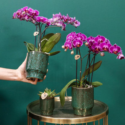 Lila Phalaenopsis Orchidee 'Morelia' | Zimmerpflanze im Classy Topf - grüne-wurzel