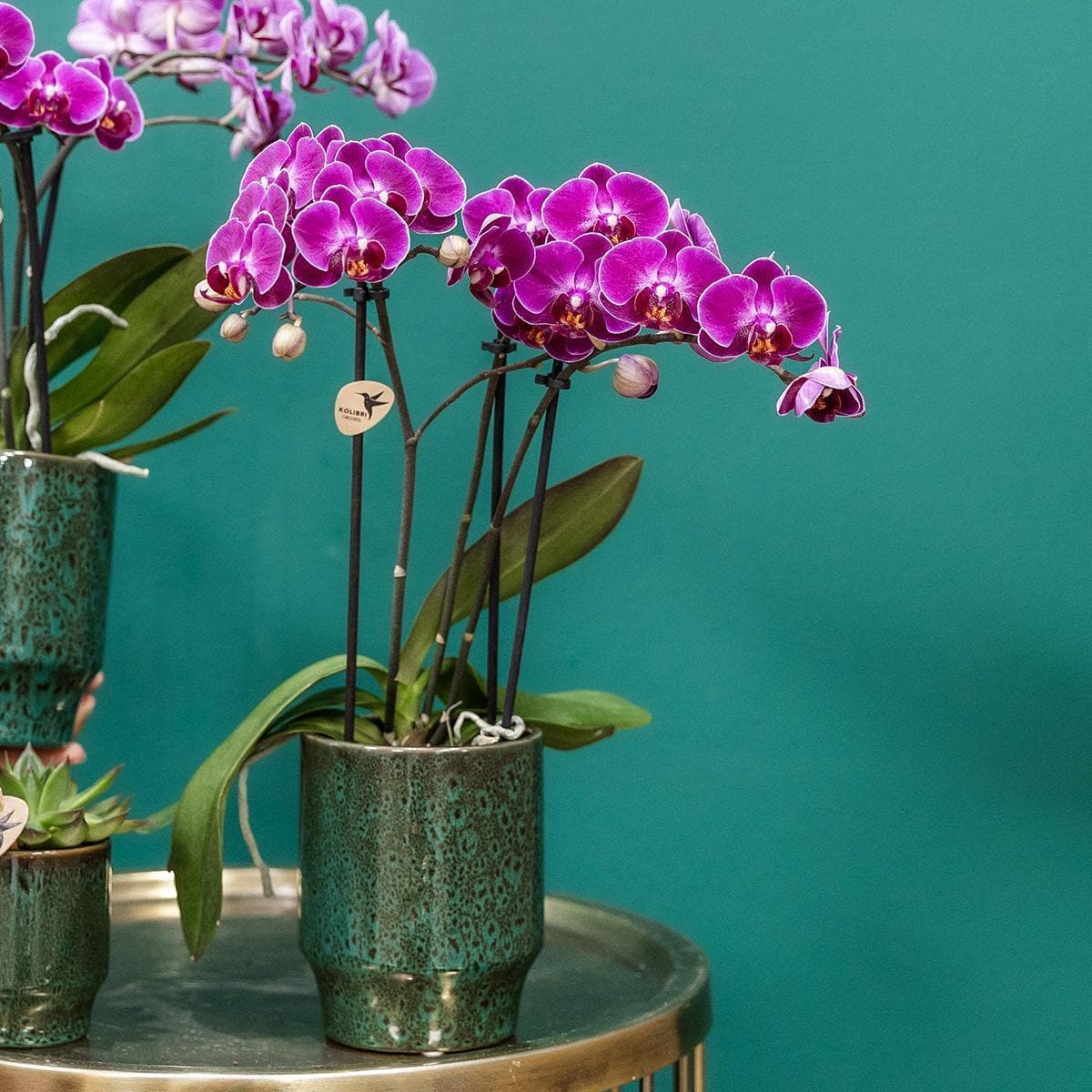 Lila Phalaenopsis Orchidee 'Morelia' | Zimmerpflanze im Classy Topf - grüne-wurzel