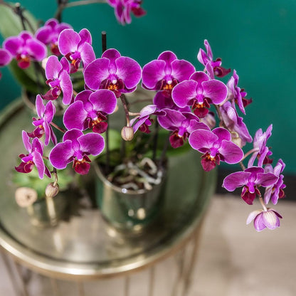 Lila Phalaenopsis Orchidee 'Morelia' | Zimmerpflanze im Classy Topf - grüne-wurzel