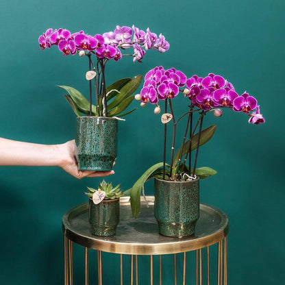 Lila Phalaenopsis Orchidee 'Morelia' | Zimmerpflanze im Classy Topf - grüne-wurzel