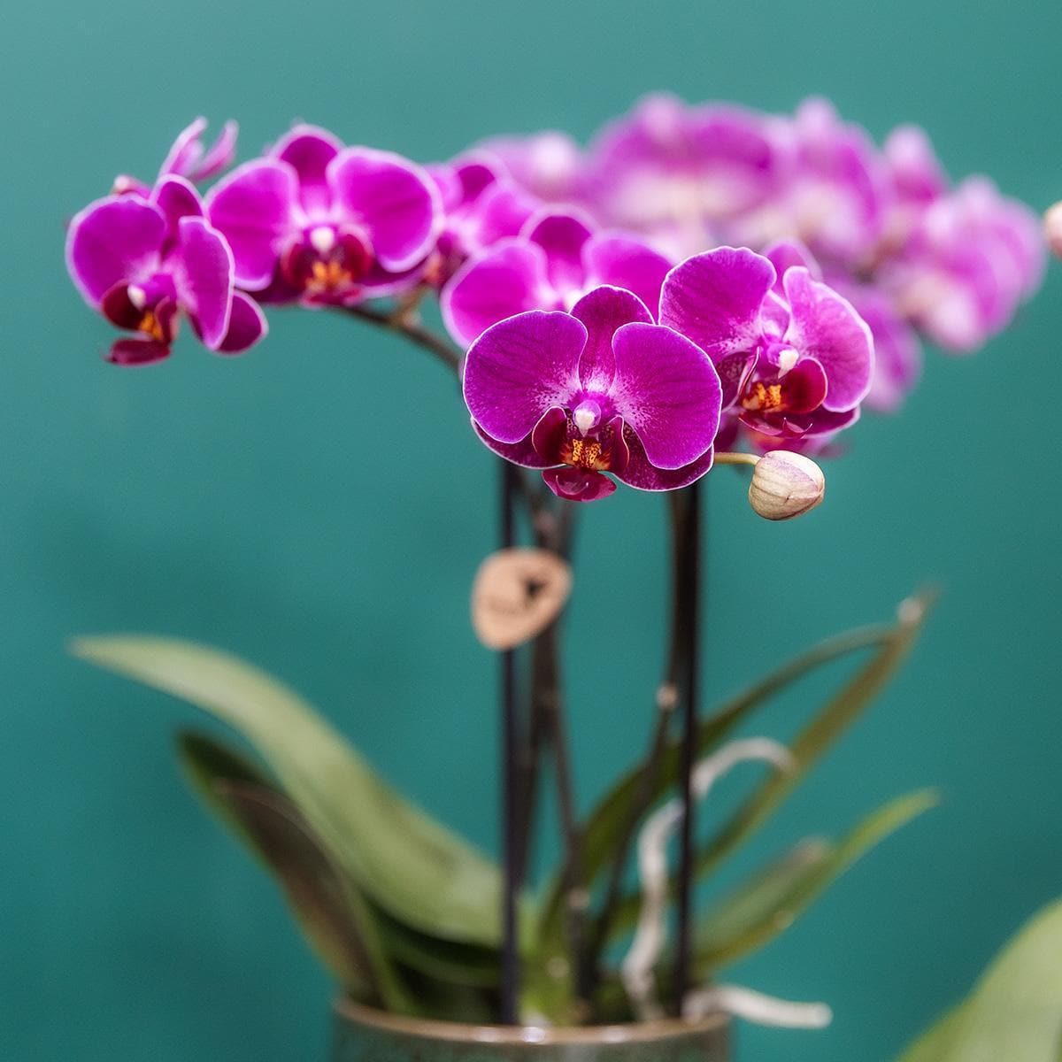 Lila Phalaenopsis Orchidee 'Morelia' | Zimmerpflanze im Classy Topf - grüne-wurzel