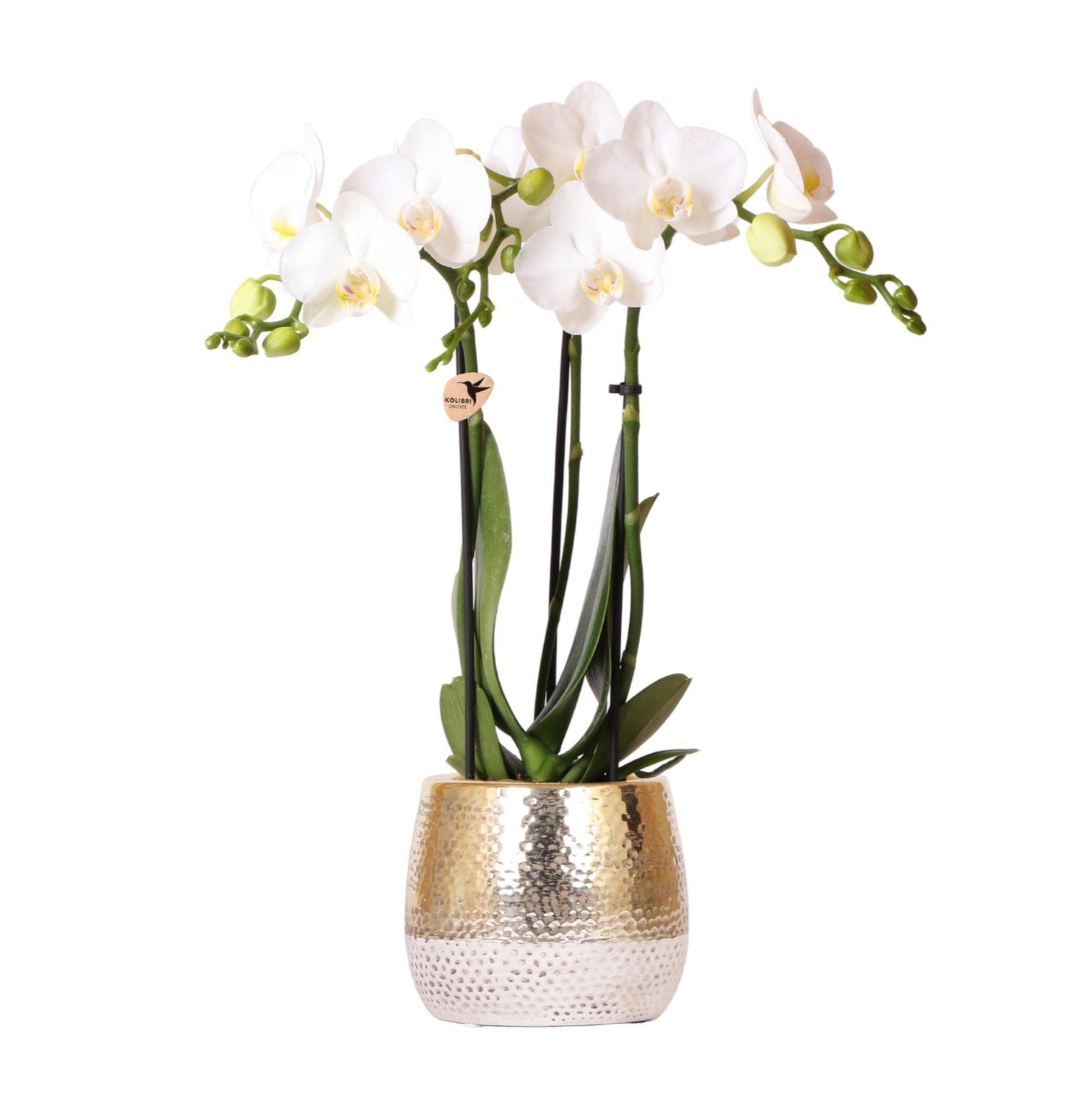 Luxuriöse Kolibri Orchids | Weiße Phalaenopsis Orchidee "Amabilis" im Elite Goldtopf | Ø9cm - 40cm Hoch | Elegante Zimmerpflanze - Direkt vom Züchter, Luftreinigend, Pflegeleicht - grüne-wurzel