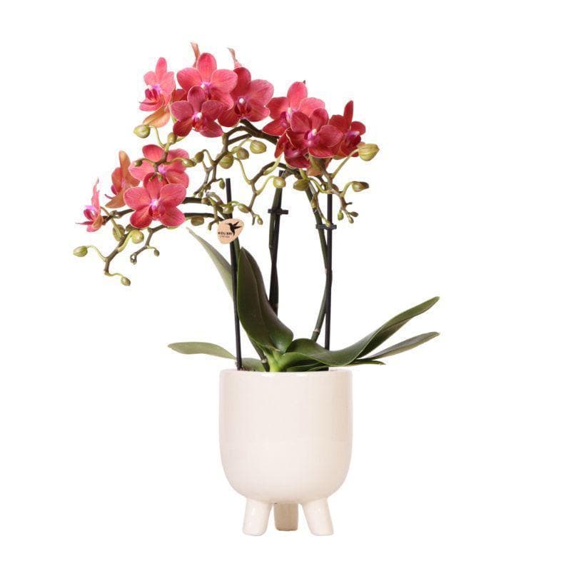 Stilvolle Kolibri Orchids | Bezaubernde Rote Phalaenopsis Orchidee 